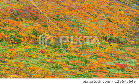 Autumn leaves on Mount Kurikoma (God's Carpet) Autumn leaves on Mount Kurikoma (God's Carpet) 129675649