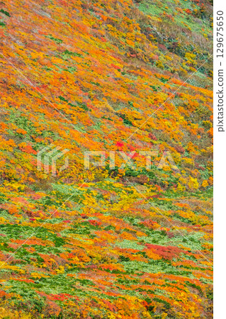 栗駒山(神的地毯)的紅葉 栗駒山(神的地毯)的紅葉 129675650