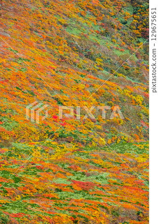 栗駒山（神的地毯）的紅葉 129675651