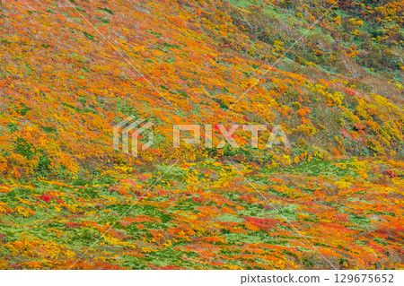 Autumn leaves on Mount Kurikoma (God's Carpet) 129675652