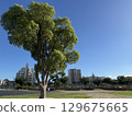 A large tree shining against the sky and the cityscape, a large tree standing in a park, the contrast between the sky and street trees in a residential area 129675665