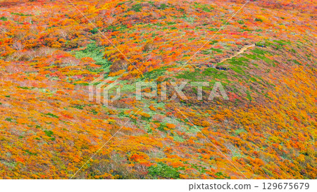 栗駒山（神的地毯）的紅葉 129675679