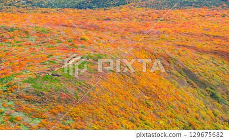 Autumn leaves on Mount Kurikoma (God's Carpet) 129675682