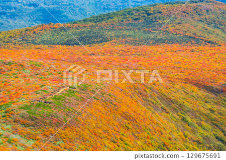 Autumn leaves on Mount Kurikoma (God's Carpet) 129675691
