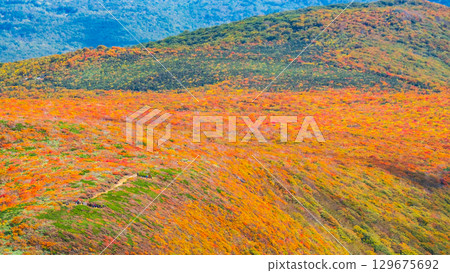 栗駒山（神的地毯）的紅葉 129675692