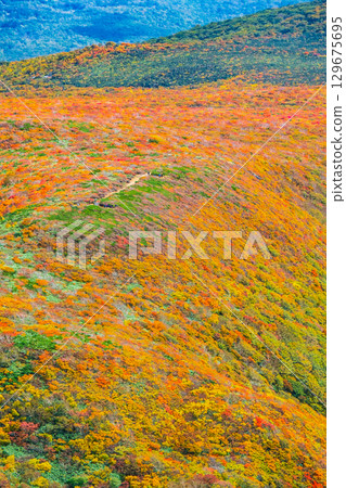 栗駒山(神的地毯)的紅葉 栗駒山(神的地毯)的紅葉 129675695