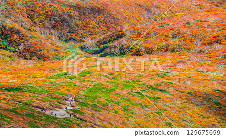 栗駒山（神的地毯）的紅葉 129675699