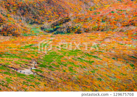 栗駒山（神的地毯）的紅葉 129675708