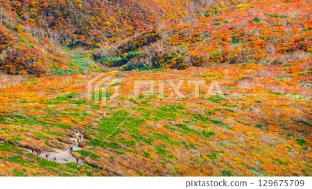 Autumn leaves on Mount Kurikoma (God's Carpet) Autumn leaves on Mount Kurikoma (God's Carpet) 129675709