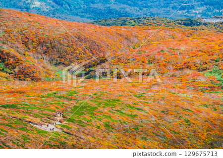 栗駒山（神的地毯）的紅葉 129675713