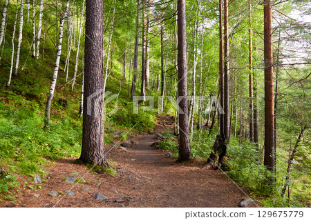 A path in the forest on a summer morning.  129675779