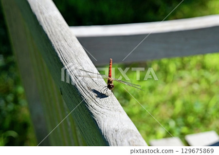A red dragonfly resting on a wooden bench A red dragonfly resting on a wooden bench 129675869