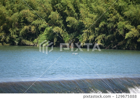 蒼鷺飛越岩隈堰 蒼鷺飛越岩隈堰 129675888