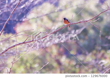 在堅持分支的分支的男性 129676000