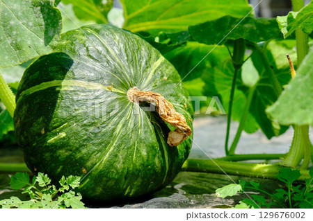 Pumpkin in a field 129676002