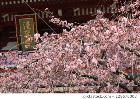 Cherry blossoms in full bloom signal the arrival of spring in Japan Cherry blossoms in full bloom signal the arrival of spring in Japan 129676008