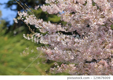 盛開的櫻花預示著日本春天的到來 盛開的櫻花預示著日本春天的到來 129676009