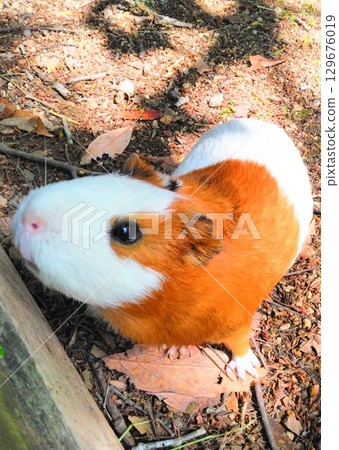 Guinea pig Guinea pig 129676019