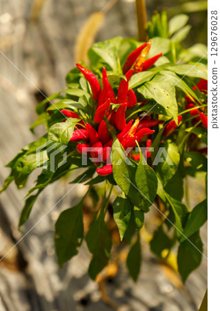 Chili peppers grown in a home garden 129676028