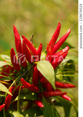 Chili peppers grown in a home garden Chili peppers grown in a home garden 129676029