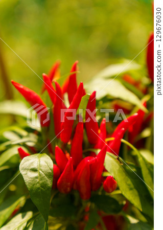 Chili peppers grown in a home garden 129676030