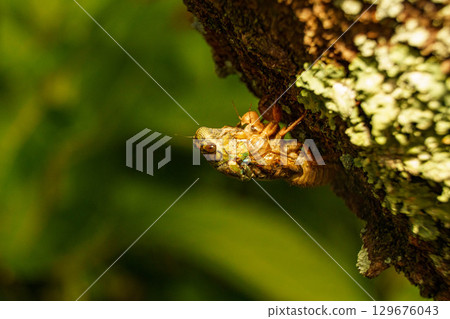 A cicada molting on a tree 129676043