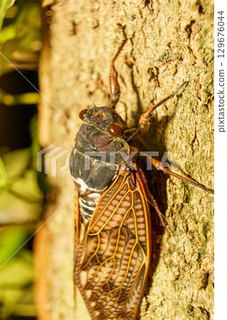 Abra Zemi catching trees Abra Zemi catching trees 129676044