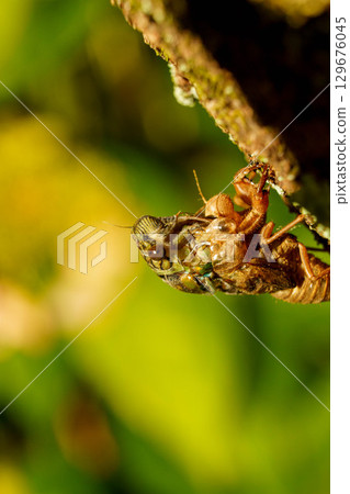 A cicada molting on a tree 129676045