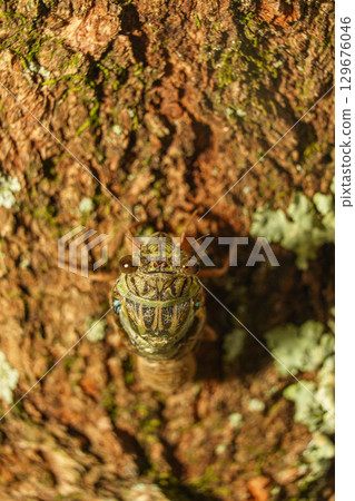 A cicada molting on a tree 129676046
