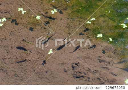 Medaka swimming gracefully in a pond Medaka swimming gracefully in a pond 129676050