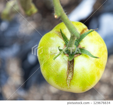 Split tomatoes in a home garden 129676634