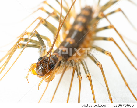 Guedj如此描述: Guedj如此描述: 129676660