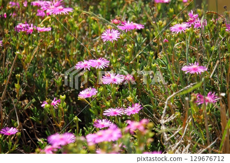 盛夏陽光下盛開的紫色花朵 盛夏陽光下盛開的紫色花朵 129676712