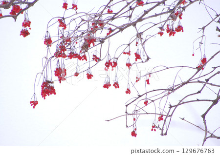 在雪的紅色果子 在雪的紅色果子 129676763
