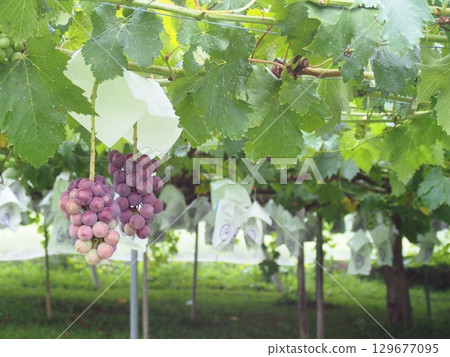 Grapes beginning to ripen, Pione, Kyoho Grapes beginning to ripen, Pione, Kyoho 129677095
