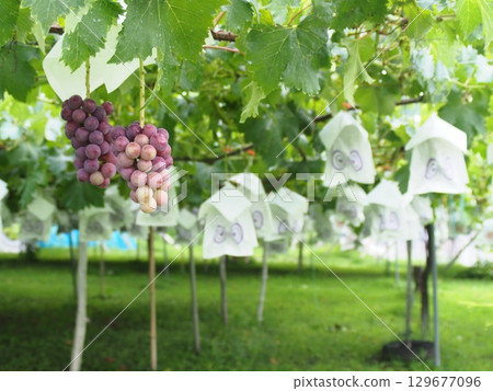 Grapes beginning to ripen, Pione, Kyoho Grapes beginning to ripen, Pione, Kyoho 129677096