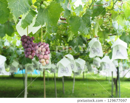開始成熟的葡萄，Pione，Kyoho 129677097