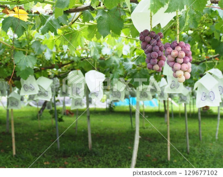 Grapes beginning to ripen, Pione, Kyoho Grapes beginning to ripen, Pione, Kyoho 129677102