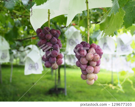 Grapes beginning to ripen, Pione, Kyoho 129677103