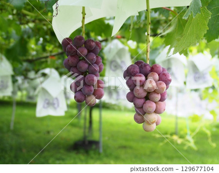 Grapes beginning to ripen, Pione, Kyoho Grapes beginning to ripen, Pione, Kyoho 129677104