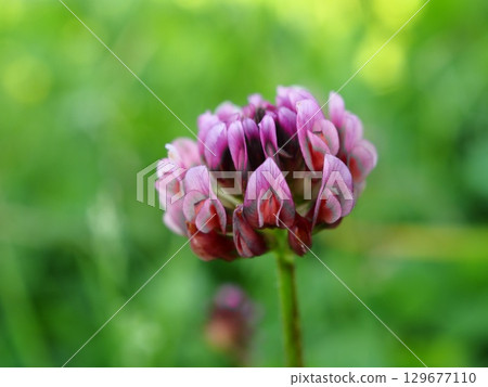 Pink flowers of peach clover blooming on the Arakawa riverbed in early summer 129677110