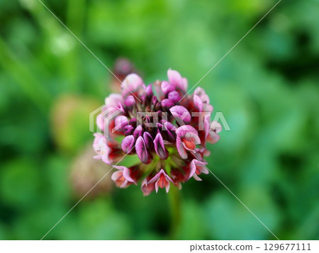 Pink flowers of peach clover blooming on the Arakawa riverbed in early summer Pink flowers of peach clover blooming on the Arakawa riverbed in early summer 129677111