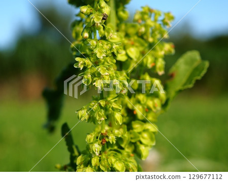 初夏荒川河床上盛開的羊蹄草 129677112