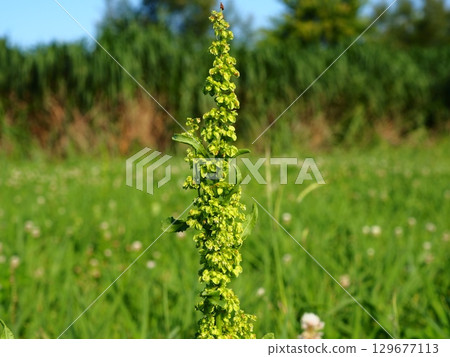 Rumex japonicus blooming on the Arakawa riverbed in early summer Rumex japonicus blooming on the Arakawa riverbed in early summer 129677113