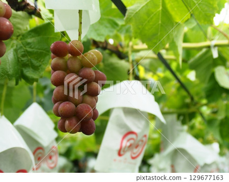 紅皇后葡萄開始在棚架上成熟 129677163