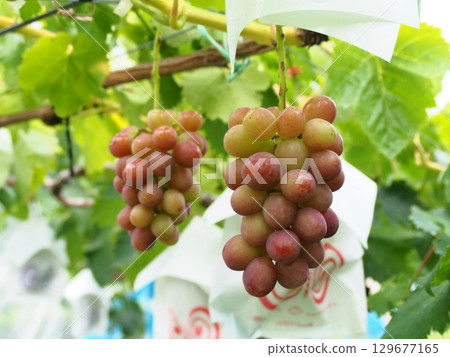 紅皇后葡萄開始在棚架上成熟 129677165
