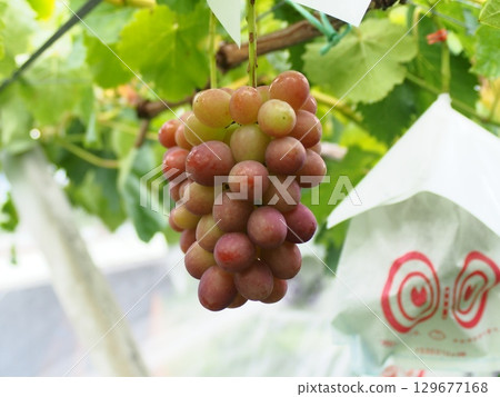 紅皇后葡萄開始在棚架上成熟 紅皇后葡萄開始在棚架上成熟 129677168