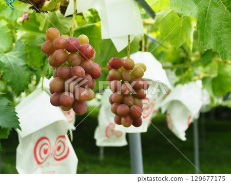Queen Rouge grapes beginning to ripen on the trellis 129677175