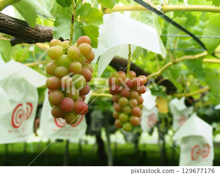 Queen Rouge grapes beginning to ripen on the trellis 129677176