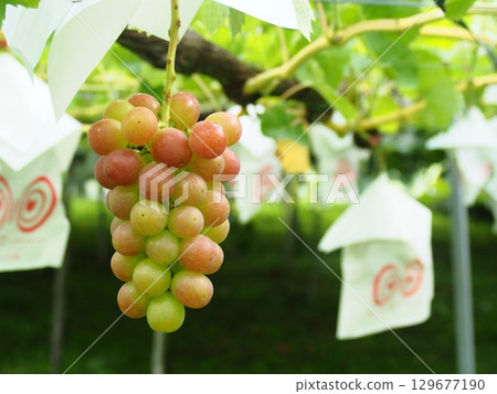 Queen Rouge grapes beginning to ripen on the trellis 129677190